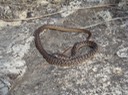 Coachwhip Valley View CA, Jefferson County, MO.jpg