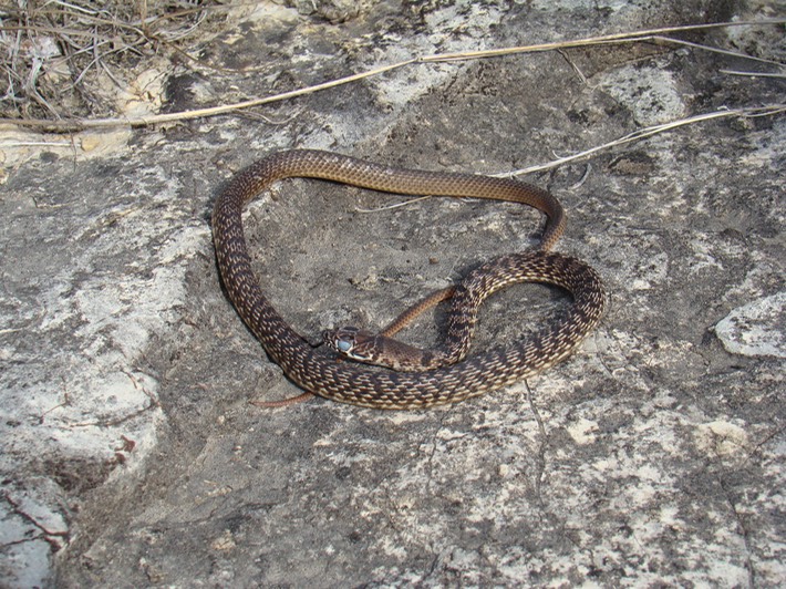 Coachwhip Valley View CA, Jefferson County, MO.jpg