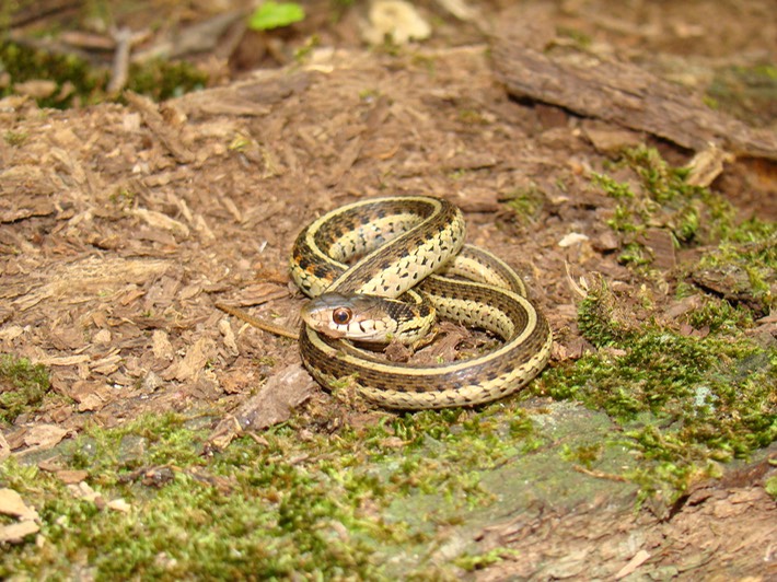 Common Gartersnake Bollinger Mill SHS.jpg