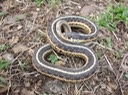 Common Gartersnake Crane Lake - Twain, Iron County.jpg