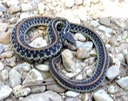 Common Gartersnake Hammond.JPG