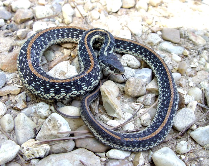 Common Gartersnake Hammond.JPG
