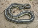 Common Gartersnake Hillhouse Park, Charleston 1.jpg