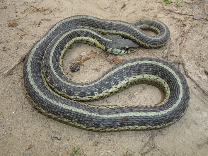 Common Gartersnake Hillhouse Park, Charleston 1.jpg