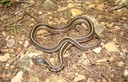 Common Gartersnake MHA '07 Spring Field Trip SW MO.jpg