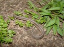 Common Gartersnake SRNB.jpg