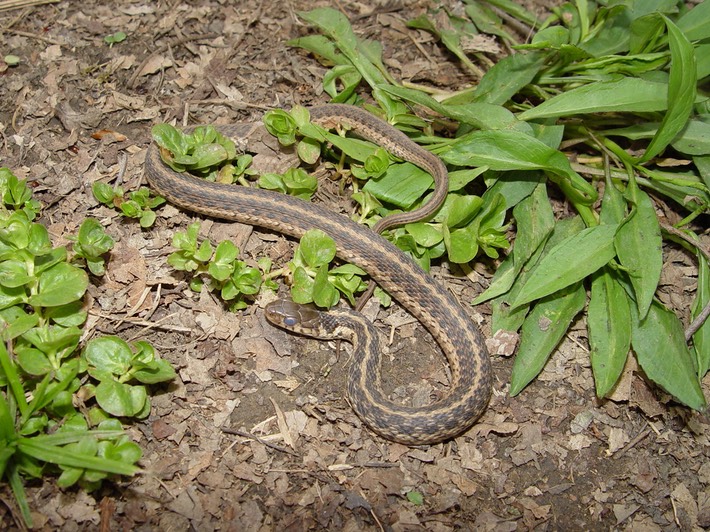 Common Gartersnake SRNB.jpg