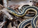 Common Gartersnake TOTSP.jpg