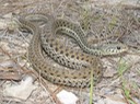 Common Gartersnake.jpg