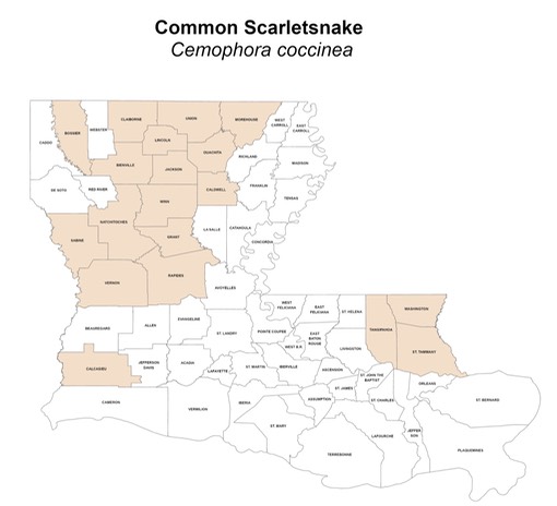 Common Scarletsnake