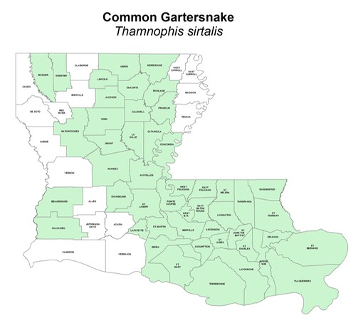 Common_Gartersnake