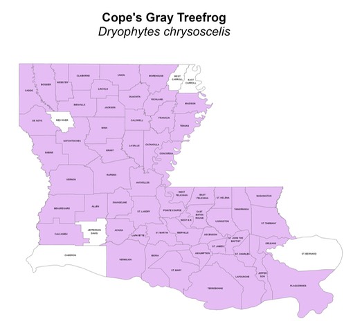 Cope's Gray Treefrog