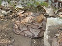 Copperhead 1.JPG