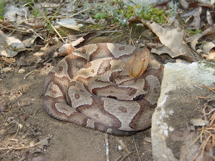 Copperhead 1.JPG