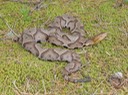 Copperhead 2.JPG