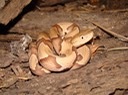 Copperhead.JPG