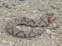 Copperhead 3.JPG