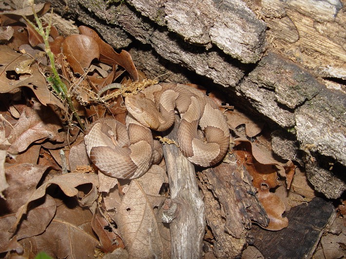 Copperhead.jpg