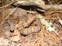 Cottonmouth 1.JPG