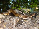 Cottonmouth 1.jpg