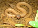 Cottonmouth 2.JPG