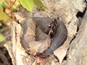 Cottonmouth.JPG