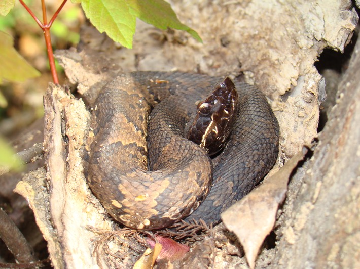 Cottonmouth.JPG