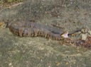 Cottonmouth 3.jpg