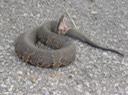 Cottonmouth 4.JPG