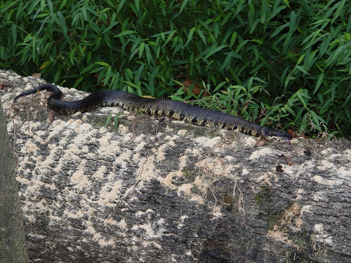 Cottonmouth 5.jpg