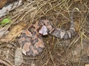 Cottonmouth 6.jpg