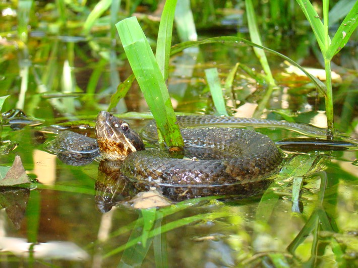 Cottonmouth Chicot Arboretum Evangeline.JPG