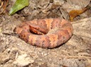 Cottonmouth Kisatchie