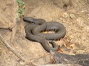 Cottonmouth Mingo NWR.jpg
