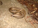 Dekay's Brownsnake 1.JPG