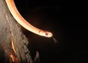 Dekay's Brownsnake 2.JPG