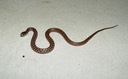 Dekay's Brownsnake 2.JPG