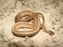 Dekay's Brownsnake.jpg