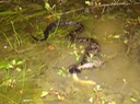 Delta Cottonmouth 1.jpg