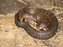 Delta Cottonmouth 2.jpg