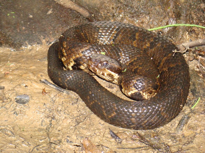 Delta Cottonmouth 2.jpg