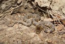 Diamond-backed Watersnake 1.JPG