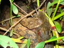 Diamond-backed Watersnake 1.JPG