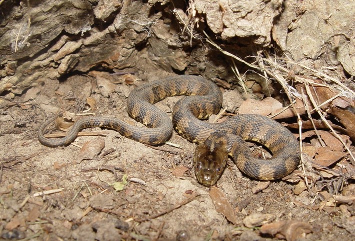 Diamond-backed Watersnake 1.JPG