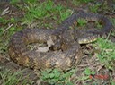 Diamond-backed Watersnake 2.JPG