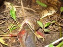 Diamond-backed Watersnake 2.JPG
