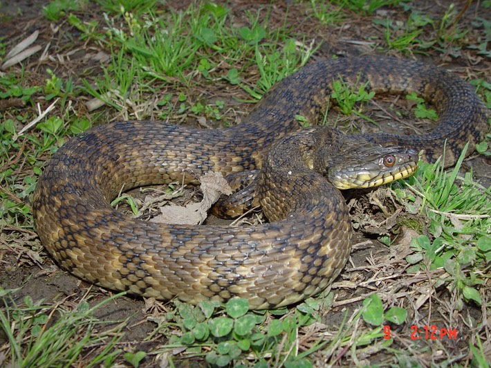 Diamond-backed Watersnake 2.JPG