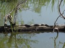 Diamond-backed Watersnake 3.jpg