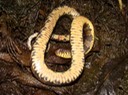 Diamond-backed Watersnake 3.JPG