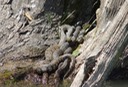 Diamond-backed Watersnake 4.JPG